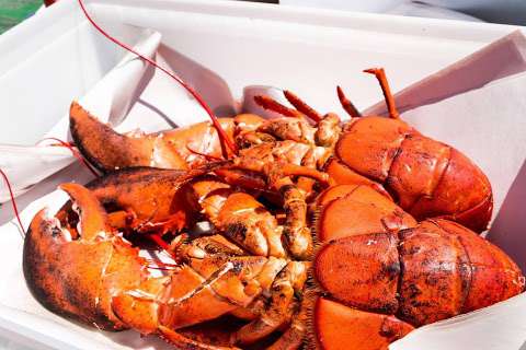 Ryer Lobsters
